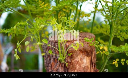 Foglie di Moringa oleifera. Nuove foglie in erba di Moringa o bastone di batteria con tronco tagliato rotondo. Gemme filiali in Springtime. Foto Stock