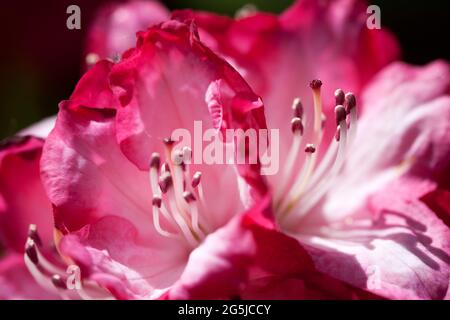 Rhododendron "presidente Roosevelt" Foto Stock