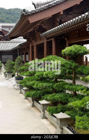 Alberi Bonsai di fronte al tempio cinese della dinastia Tang Foto Stock