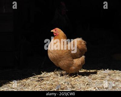 Una gallina rossa dell'isola di Rode su sfondo nero. Foto Stock