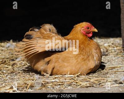 Una gallina rossa dell'isola di Rode su sfondo nero. Foto Stock