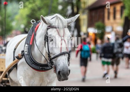 La carrozza bianca a cavallo poggia sulla strada di Zakopane mentre i pedoni camminano lungo. Foto Stock