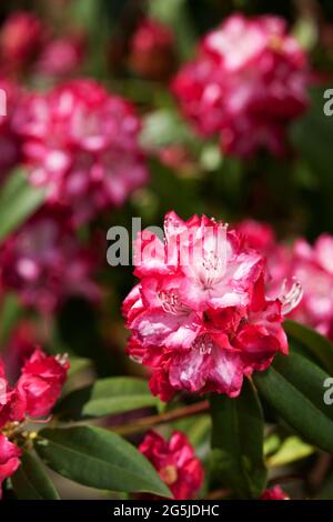 Rhododendron, 'presidente Roosevelt' Foto Stock