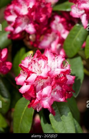 Rhododendron, 'presidente Roosevelt' Foto Stock