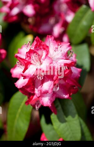 Rhododendron, 'presidente Roosevelt' Foto Stock