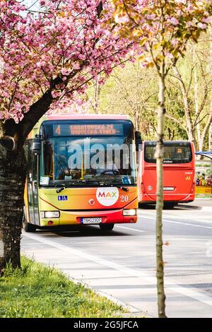 Autobus colorato guida sulla strada principale in città con alberi di primavera di fronte Foto Stock