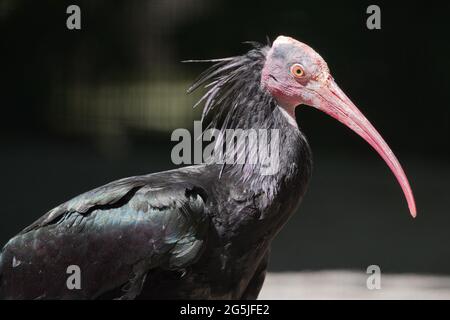 Vogel, Bird, Waldvogel, Birds, Geronticus eremita, Northern Bald ibis, ornitologia, nero, nero, schwarz, Fauna, Waldrapp, Foto Stock
