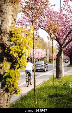 Persona in bicicletta sul lato della strada principale in città in primavera con alberi colorati con foglie di fronte Foto Stock