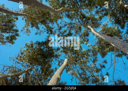 vista verso l'alto di pini in un campeggio con cielo blu Foto Stock