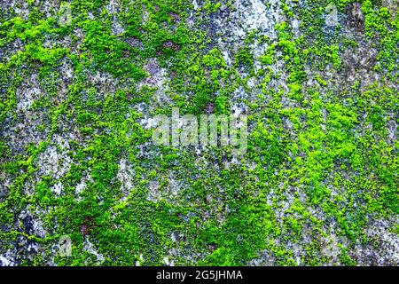 La carta da parati astratta è un romantico wallpaper design Foto Stock