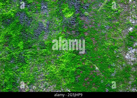 La carta da parati astratta è un romantico wallpaper design Foto Stock