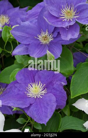 Clematis "Kingfisher" Foto Stock