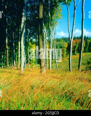 faggi alti, silvicoltura, Foto Stock