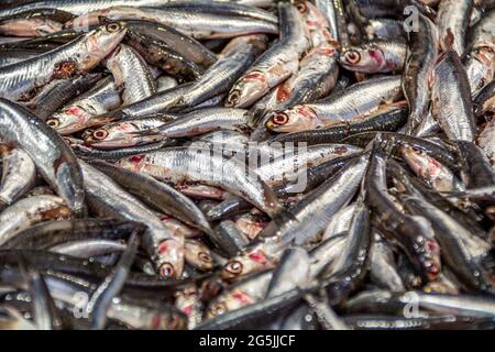 Una pila di sardine fresche catturate sul mercato del pesce di Rialto nel centro di Venezia, Italia Foto Stock