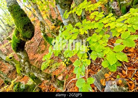 Hayedo de la Pedrosa Faggio Forest, Sierra de Ayllon, Segovia, Castiglia e Leon, Spagna, Europa Foto Stock