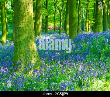 boschi di bluebell, con alberi di faggio, e campion rosso, in luce crepata, Foto Stock