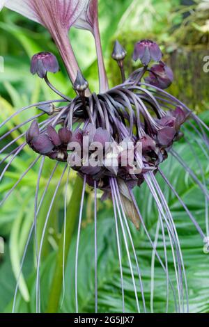 Fiore di pipistrello Foto Stock