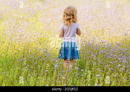 6 anni bambina bionda ricci in piedi in Phacelia tanacetifolia anche conosciuto Lacy phacelia, blu tansy o porpora campo di fiori tansy. Foto Stock