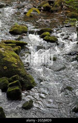 Flusso veloce / fiume che scorre su rocce ricoperte di muschio, Neath, Galles. Presa con un'esposizione più lenta, per mostrare il movimento dell'acqua Foto Stock