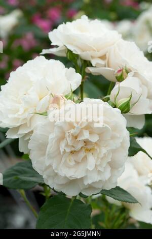 Rosa "William e Caterina" Foto Stock