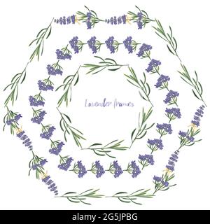 Set viola Lavanda bella cornice floreale modello in stile vettoriale acquerello isolato su sfondo bianco per il design decorativo, carta da sposa Illustrazione Vettoriale