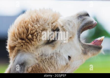 Alpaca bianca con bocca aperta in vista sulla fattoria, vista laterale. Testa alpaca lama bianca con bocca aperta. Giorno estivo all'aperto. Foto Stock