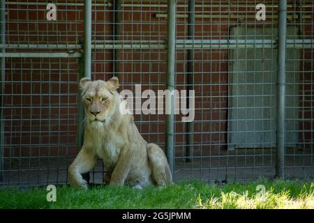 Grande leone maschile all'interno di una gabbia in uno zoo Foto Stock