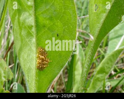 Grappolo di uova di Marsh fritillary Butterfly (Euphydryas aurinia) adagiato sul lato inferiore di una foglia di Devil's bit scabious (Succisa pratensis), il cibo larvale Foto Stock