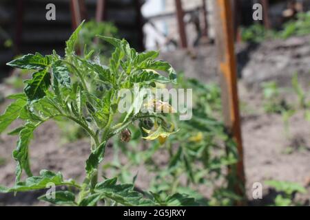 piantine di piantine di pomodoro durante la fioritura. Fiori di pomodori. Primavera, fioritura. Orticoltura. Verdure crescenti. Foto Stock