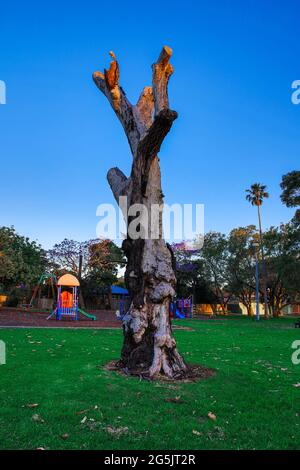 Tronco Dead Tree in un Sydney Park Australia Foto Stock