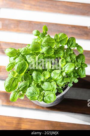 Basilico verde fresco organico è cresciuto in una pentola sul davanzale, giardinaggio domestico. Coltivare verdi sani della vitamina a casa. Erbe aromatiche. Messa a fuoco selettiva Foto Stock