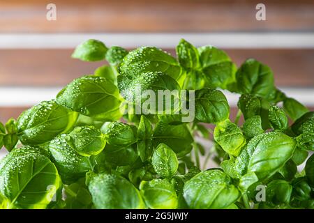 Basilico verde fresco organico è cresciuto in una pentola sul davanzale, giardinaggio domestico. Coltivare verdi sani della vitamina a casa. Erbe aromatiche. Messa a fuoco selettiva Foto Stock