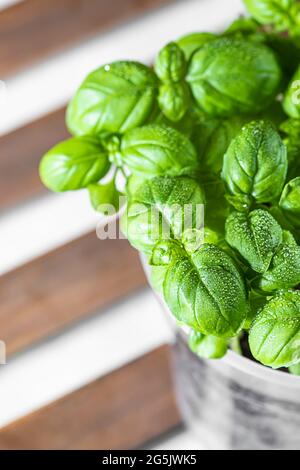 Basilico verde fresco organico è cresciuto in una pentola sul davanzale, giardinaggio domestico. Coltivare verdi sani della vitamina a casa. Erbe aromatiche. Messa a fuoco selettiva Foto Stock