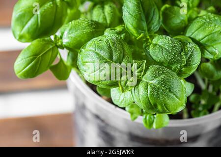 Basilico verde fresco organico è cresciuto in una pentola sul davanzale, giardinaggio domestico. Coltivare verdi sani della vitamina a casa. Erbe aromatiche. Messa a fuoco selettiva Foto Stock