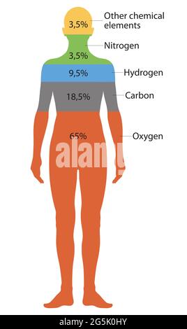 Composizione del corpo umano Foto Stock