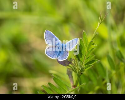 Farfalla blu comune su vetch comune Foto Stock