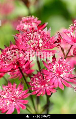 Astrantia Major 'Gill Richardson' che mostra le caratteristiche acche e bracche cremisi profondi. Gruppo Masterwort Gill Richardson Foto Stock