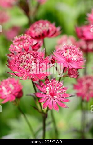 Astrantia Major 'Gill Richardson' che mostra le caratteristiche acche e bracche cremisi profondi. Gruppo Masterwort Gill Richardson Foto Stock