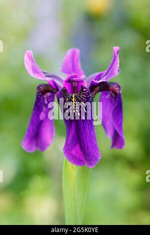 Iris sibirica 'Fratello di Cesare' in un bordo di giardino che mostra caratteristiche profonde fioriture violacee. Foto Stock
