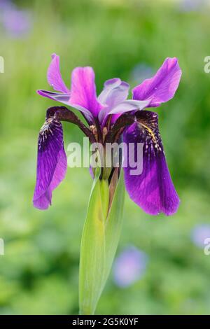 Iris sibirica 'Fratello di Cesare' in un bordo di giardino che mostra caratteristiche profonde fioriture violacee. Foto Stock