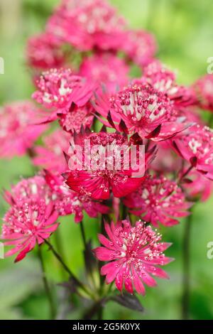 Astrantia Major 'Gill Richardson' che mostra le caratteristiche acche e bracche cremisi profondi. Gruppo Masterwort Gill Richardson Foto Stock