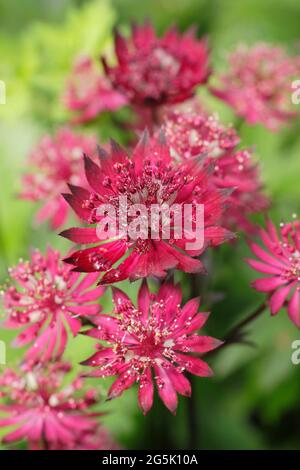 Astrantia Major 'Gill Richardson' che mostra le caratteristiche acche e bracche cremisi profondi. Gruppo Masterwort Gill Richardson Foto Stock