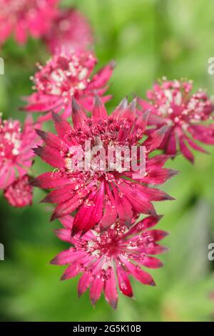 Astrantia Major 'Gill Richardson' che mostra le caratteristiche acche e bracche cremisi profondi. Gruppo Masterwort Gill Richardson Foto Stock