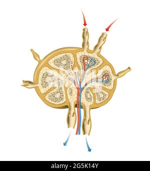 Illustrazione della struttura del linfonodo Foto Stock