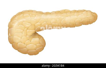 Illustrazione del pancreas umano Foto Stock