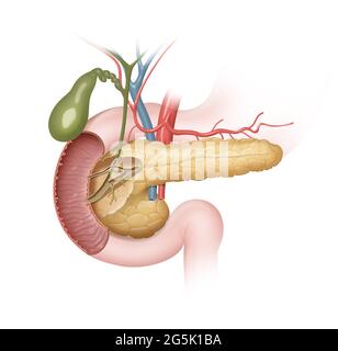 Posizione del pancreas, della colecisti e del duodeno Foto Stock