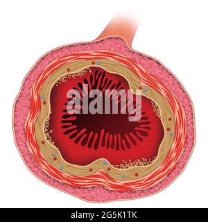 Struttura dell'intestino tenue Foto Stock