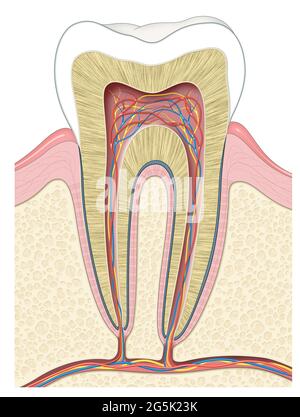 Infografia dentale dell'anatomia del dente Foto Stock