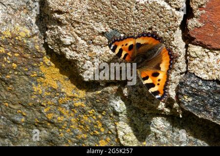 La piccola tartaruga (Aglais orticae), una colorata farfalla eurasiatica nel seminterrato di un vecchio edificio. Foto Stock