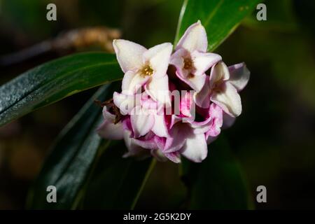 Primo piano di una fioritura di Daphne odora aureomarginata, arbusto invernale fiorito nel gennaio UK Foto Stock